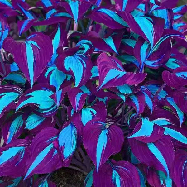 Coloured leaves jade barrettes flower seeds packet with 50 tablets for home gardening projects