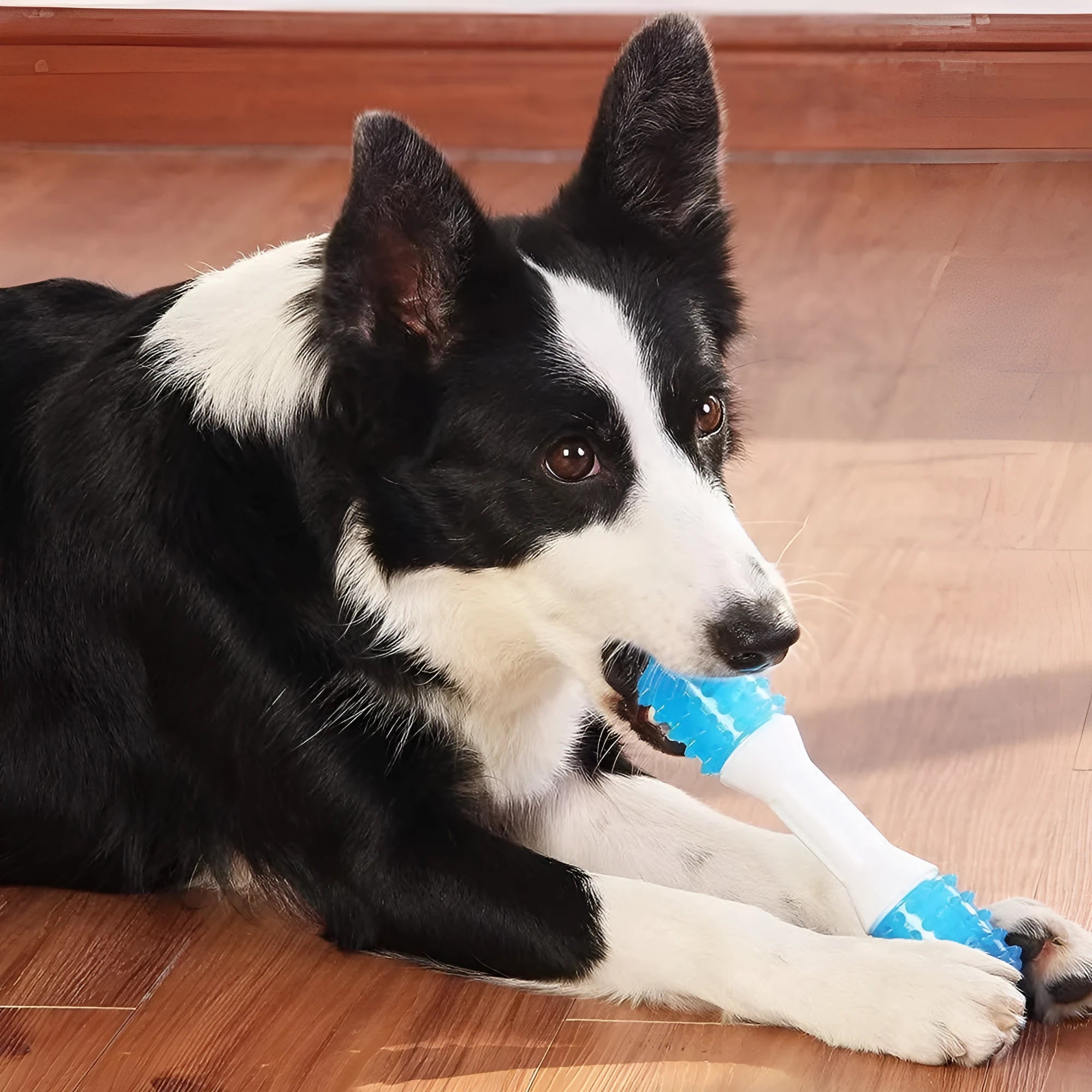 Dual-colour puppy teething chew toy made of safe TPR and PU rubber for dental health
