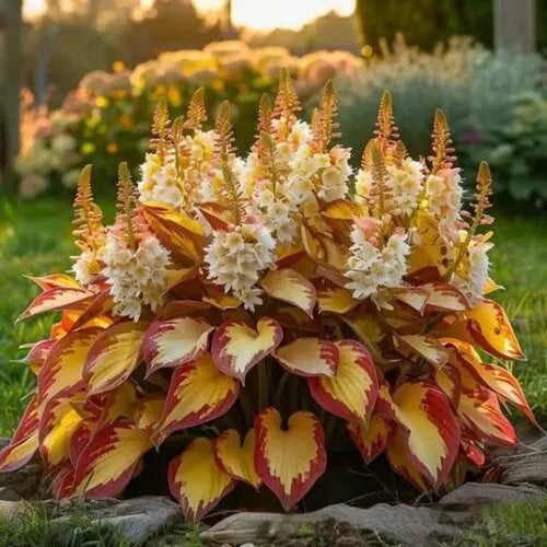 Coloured leaves jade barrettes flower seeds packet with 50 tablets for home gardening projects