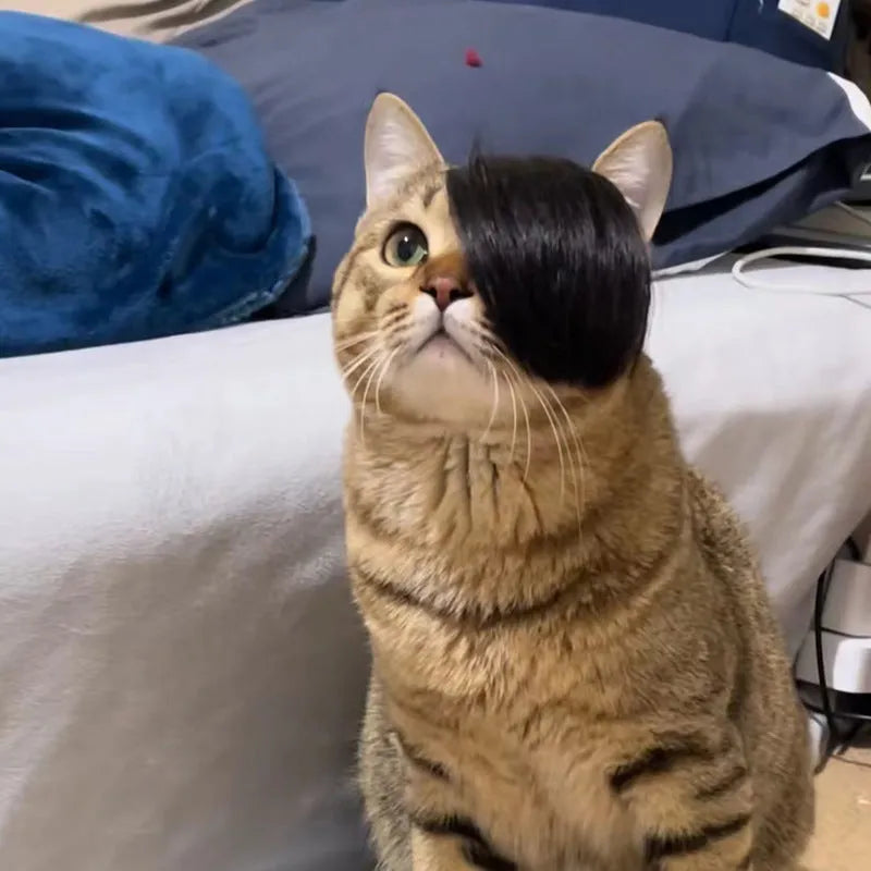 Black polyester cat wig with imitation braid design for feline dress-up and pet photography