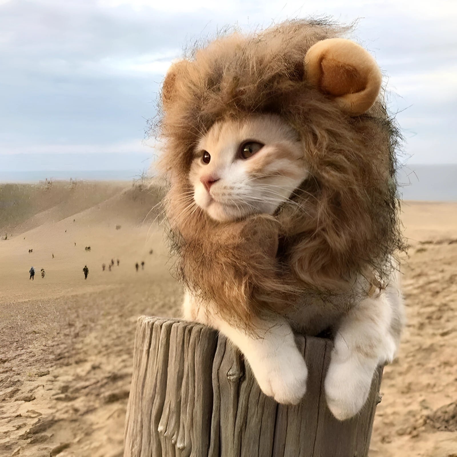 Lion mane wig accessory for a cat showing plush ears and adjustable elastic band.
