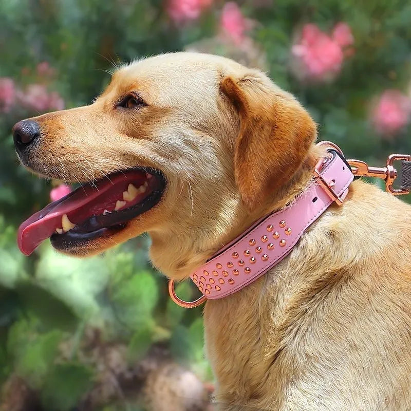 Black leather dog collar with metal anti-bite rivets, shown with chocolate and pink colour options.
