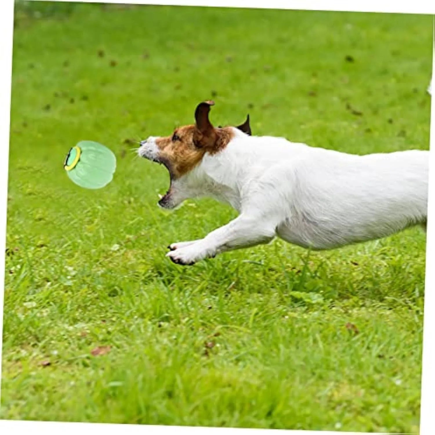 Green, orange, and yellow plastic pumpkin dog chew toy with squeaker for small dogs.