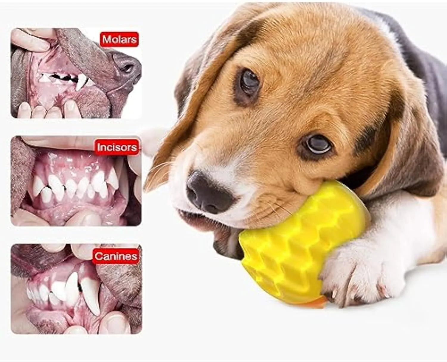 Blue spiky rubber dog ball with dental cleaning texture and squeaker for aggressive chewers