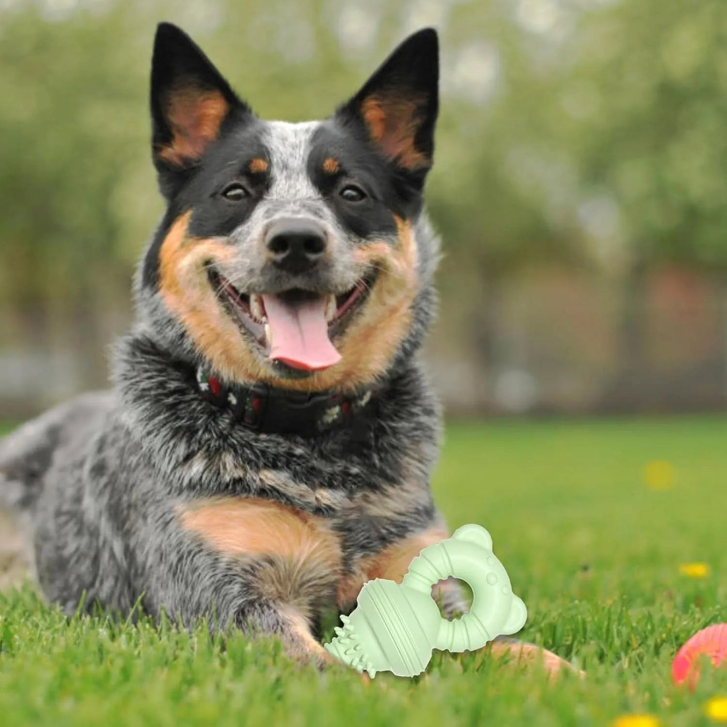 Blue molar-shaped rubber chew toy for dogs with concave-convex texture