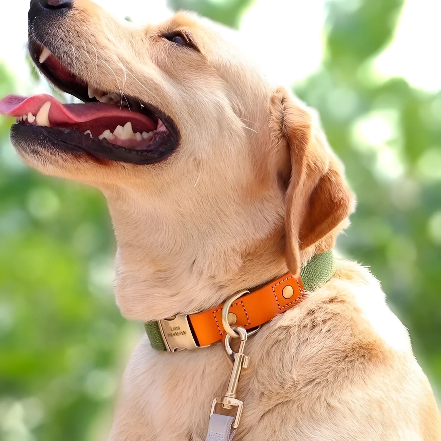 Small dog mohair collar and leash set in green with lettering decoration
