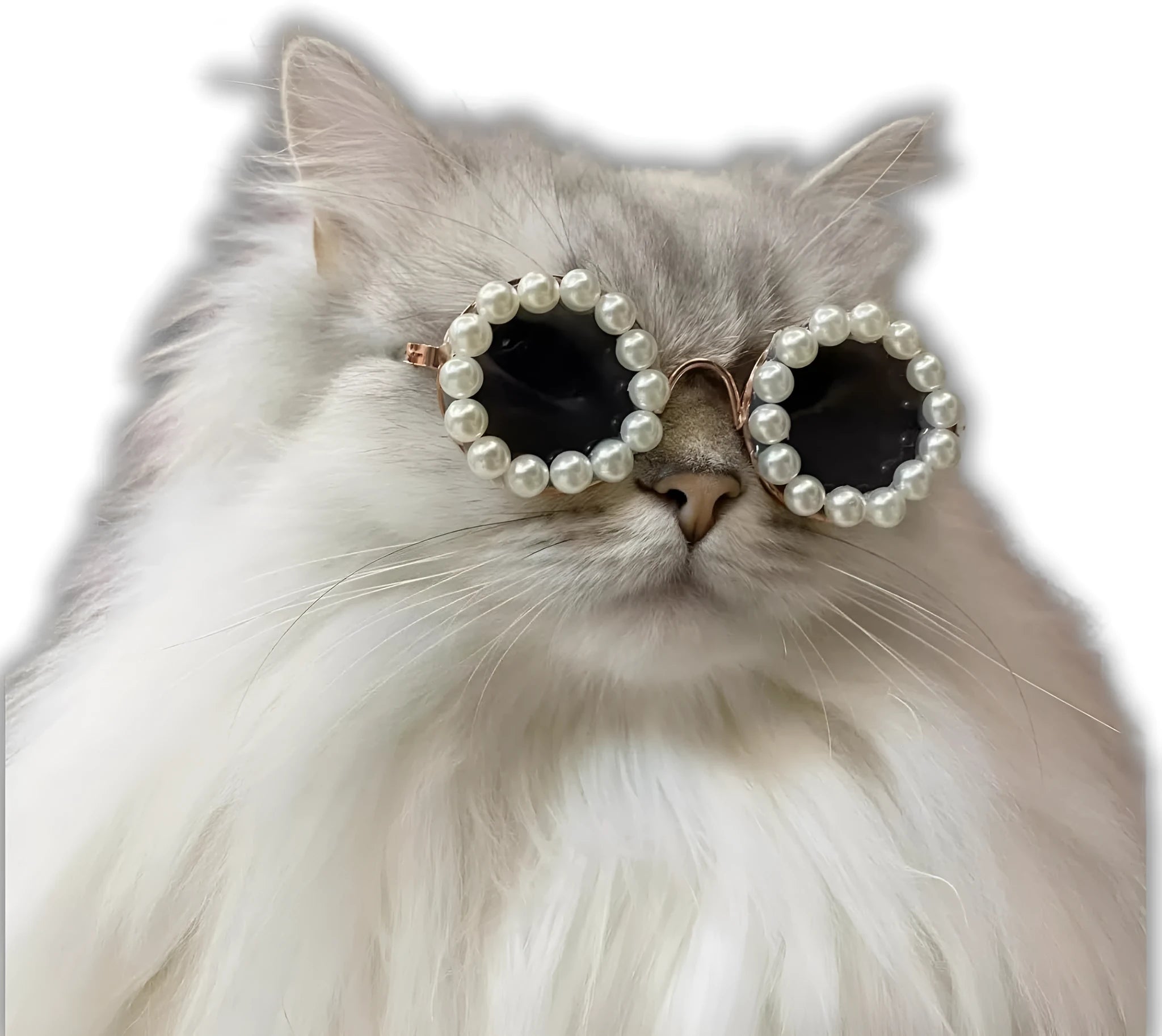 Pearl-rimmed round sunglasses for pets on cat and dog with black, blue, coffee, orange and purple colour options