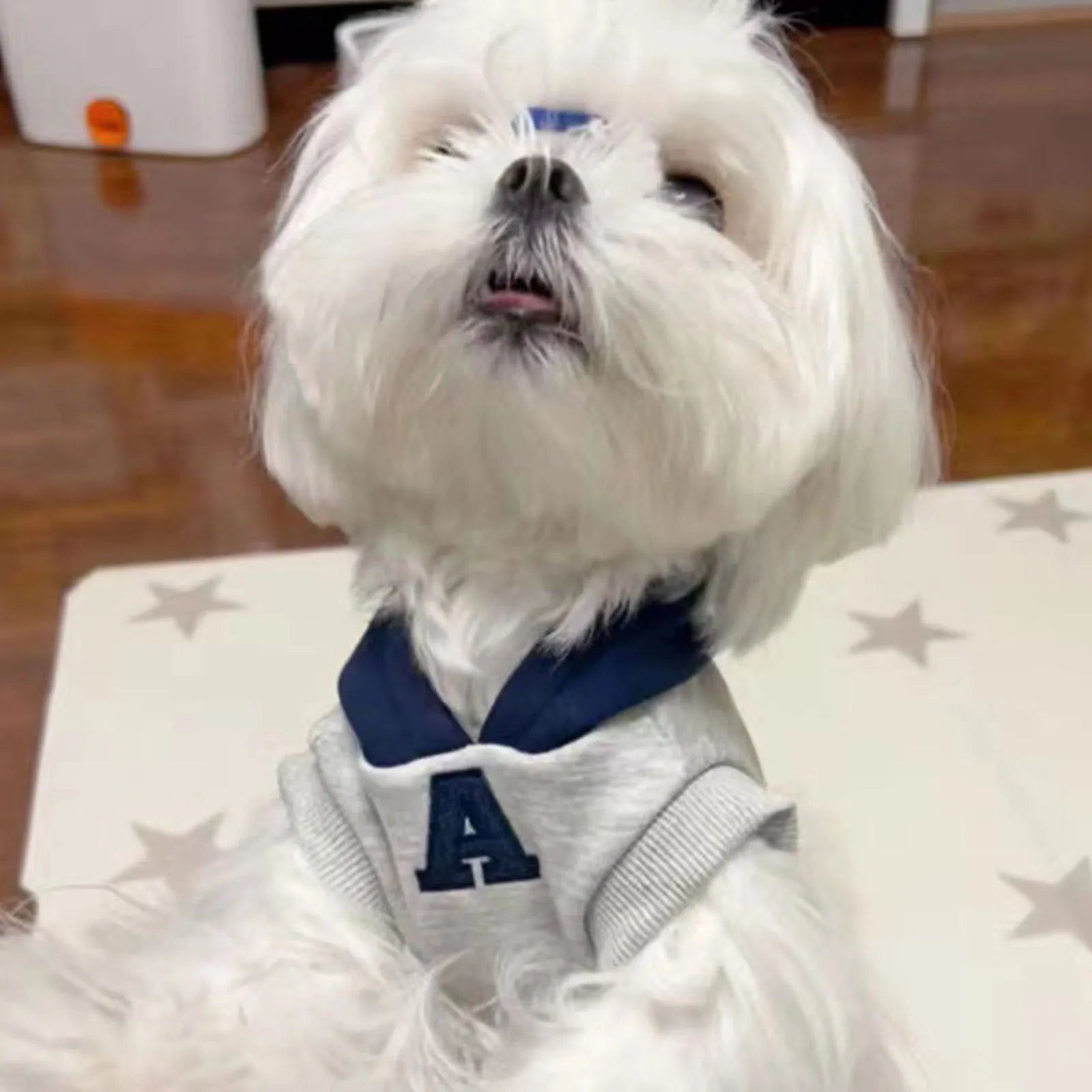 Blue and grey white pet hoodie with reflective letters for cats and dogs in slim-fitting design