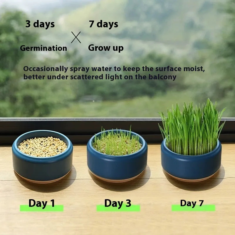 Blue hydroponic cat grass kit with wheatgrass seeds in a planter cup