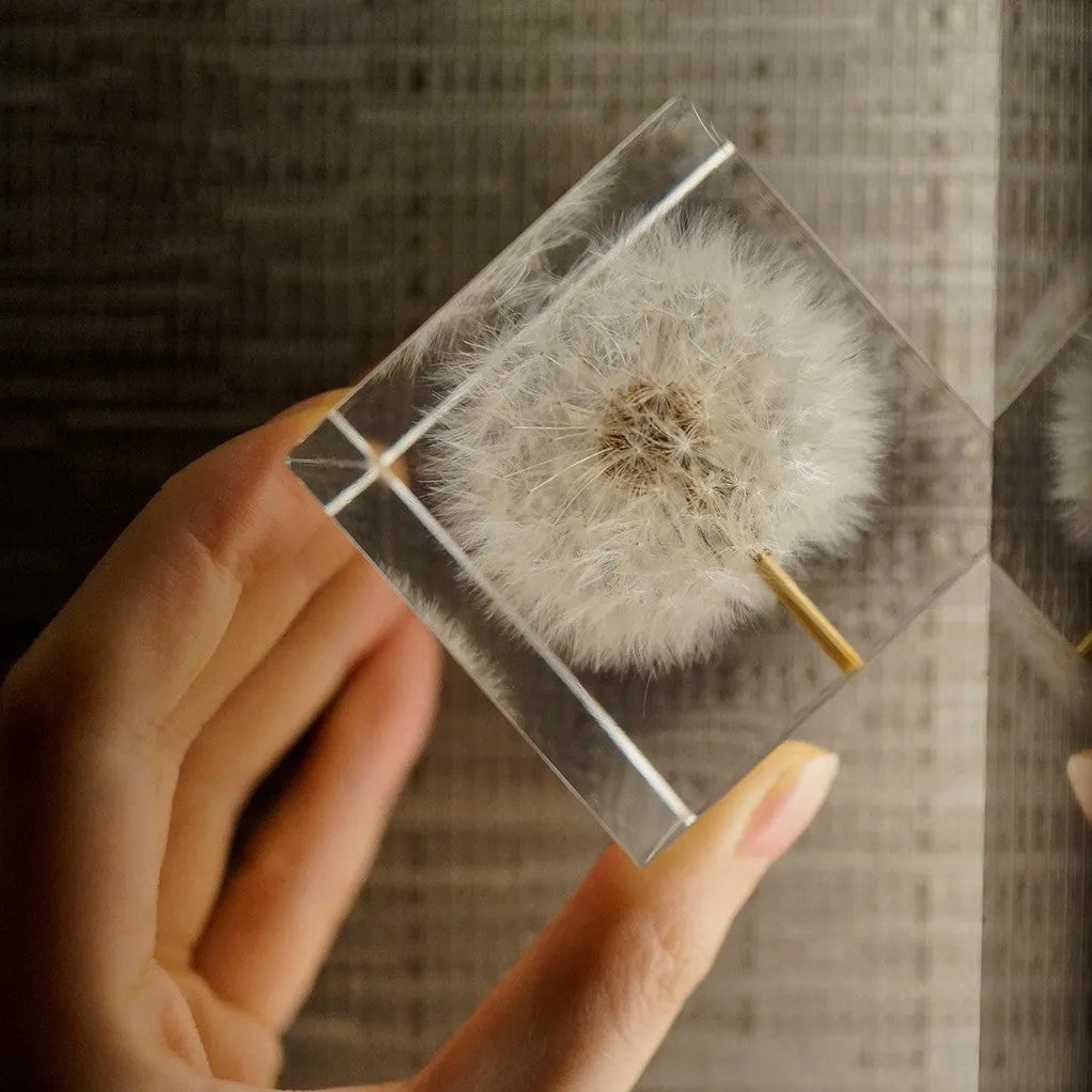 5cm clear resin cube containing one dandelion on wooden box with USB LED base