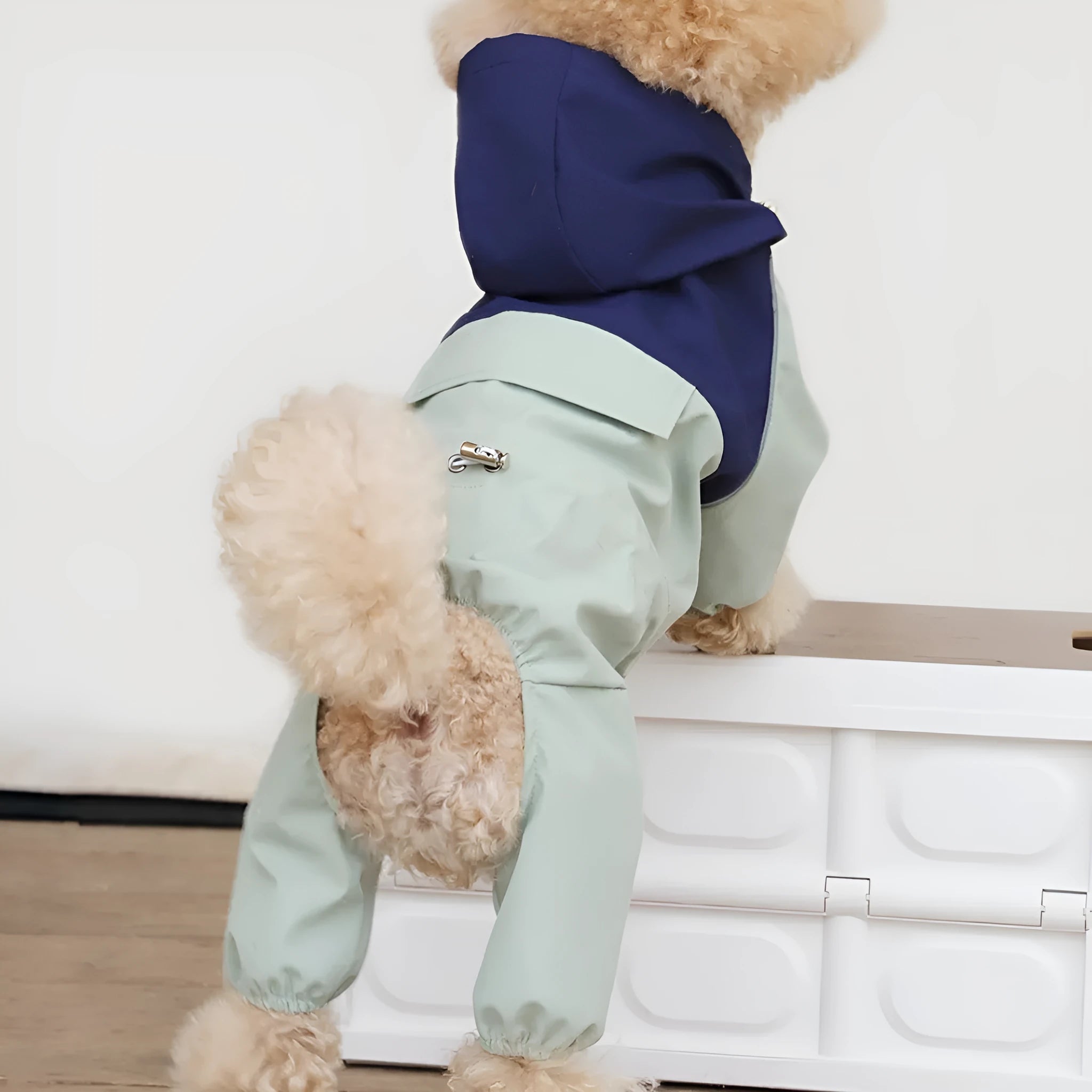 British style green waterproof dog jacket on a small sized pet