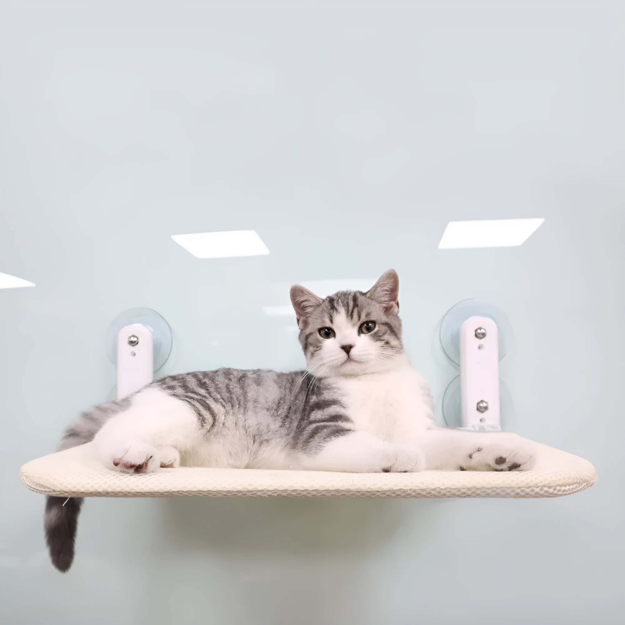 Foldable cat hammock with stainless steel suction cups mounted on a window, available in mesh or plush fabrics.