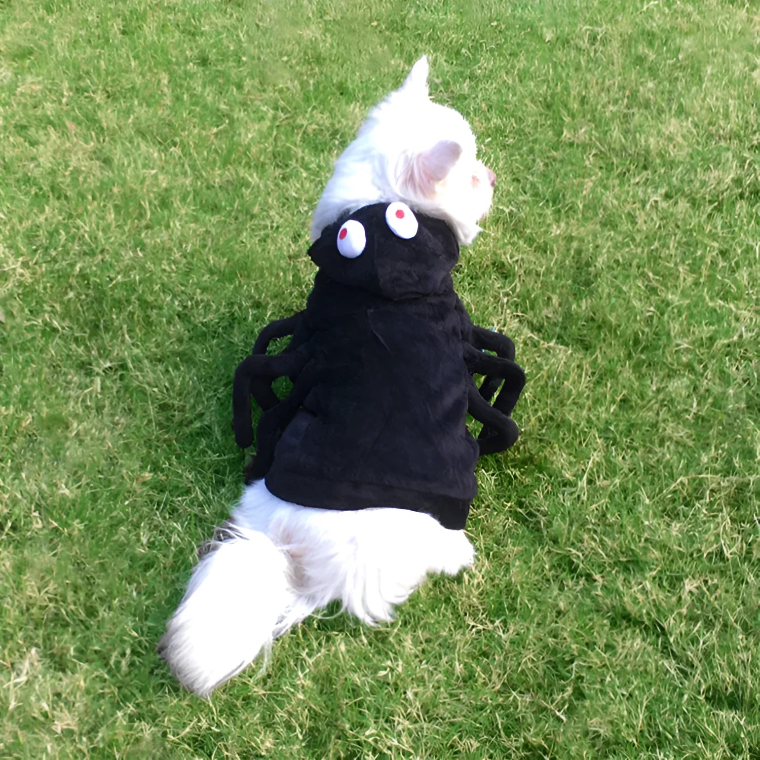 Halloween dog costume with black spider pattern print on polyester fabric, sized S M L