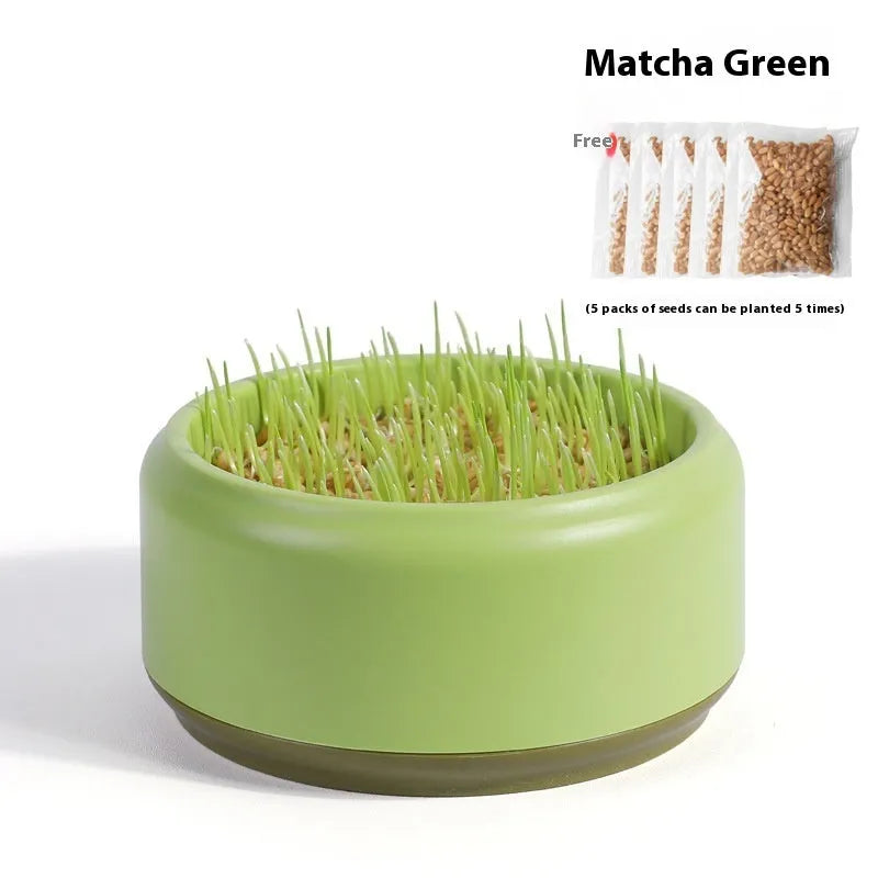 Blue hydroponic cat grass kit with wheatgrass seeds in a planter cup