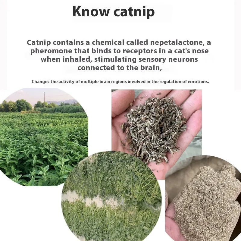 Catnip tea bag 1 gram in non-woven fabric pouch with catnip leaves visible inside