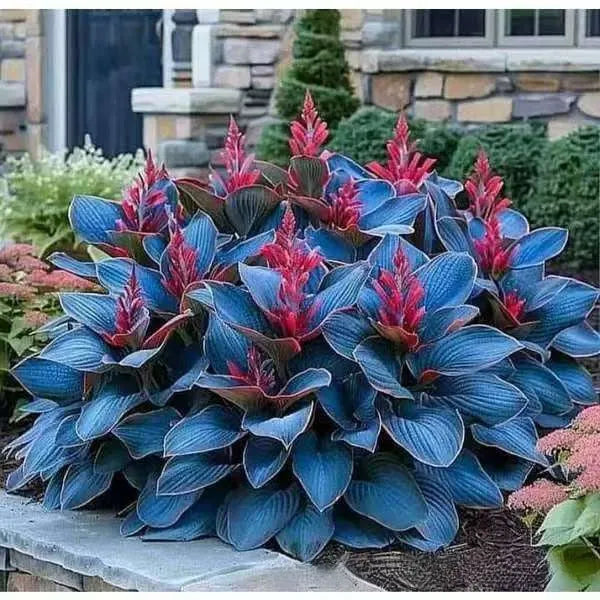 Coloured leaves jade barrettes flower seeds packet with 50 tablets for home gardening projects